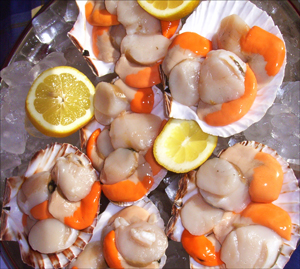 Scallops