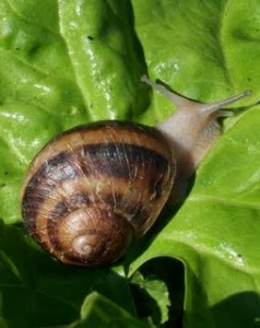 allotment snail 013b