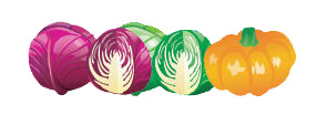 cabbage